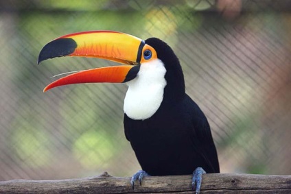 Toucan - pasăre toucan - fotografie pasăre toucan