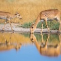 Utak a madarak nézők (részletek Ár rendelés) Utak a madarak nézők