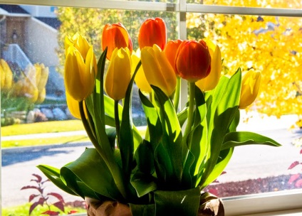 Тюльпани в домашніх умовах