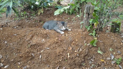 O pisică trăită de durere a petrecut un an peste mormântul amantei ei