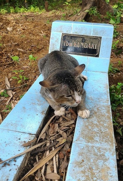 O pisică trăită de durere a petrecut un an peste mormântul amantei ei
