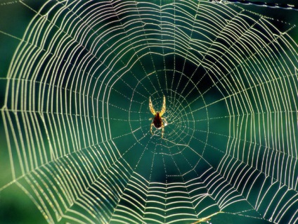 Дивовижні властивості павутини фото, дивовижні властивості павутини, новини про членистоногих павуків