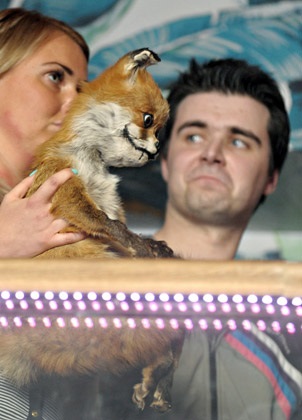 Упоротий лисиць приїхав в петербург на гастролі репортаж «» звірі з життя