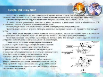 Урок по темі гормони підшлункової залози