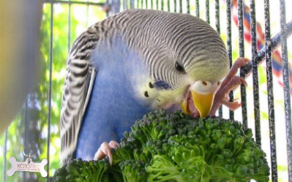 Догляд та годування хвилястих папуг вибір раціону і питання гігієни