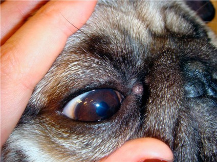 Pug Eye Care - sfaturi și trucuri