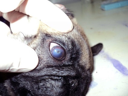 Pug Eye Care - sfaturi și trucuri