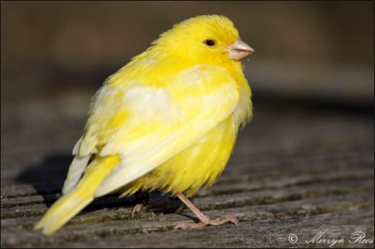 Grijă de canari pe care trebuie să le cunoști, zoodom