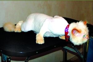 Догляд за шерстю пухових кішок