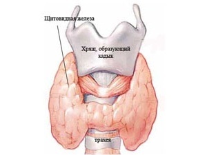 Glanda tiroidă - cum sunt semnele disfuncției tiroidiene