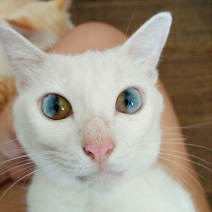 În ochii acestei pisici puteți vedea întregul univers! În lumea de interesant