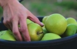 Ápolása Mung bab déli és csicseriborsó