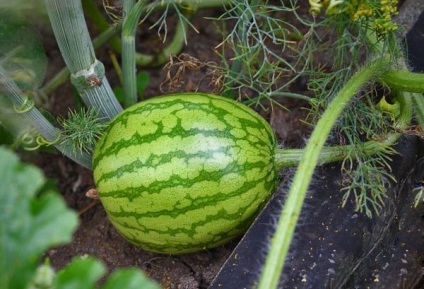 Cultivarea pepeni verzi în suburbiile din teren deschis