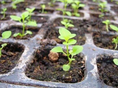 Cultivând o aheeratum de flori la domiciliu