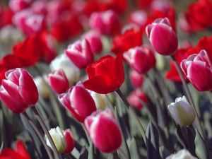 Növekvő tulipán virágcserépbe, üvegház, szabadtéri termesztés a tulipánt