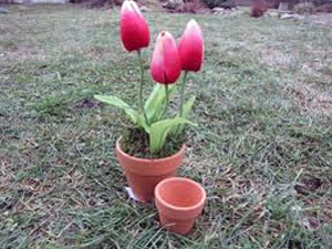 Вирощування тюльпанів у вазоні, теплиці, на вулиці вирощування тюльпанів з цибулини