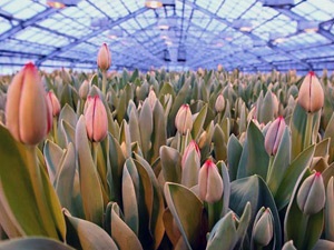 Növekvő tulipán virágcserépbe, üvegház, szabadtéri termesztés a tulipánt
