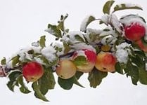 Вирощування смачного персика, квітникар-консалтинг