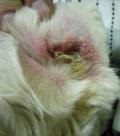 Вірусна лейкемія кішок