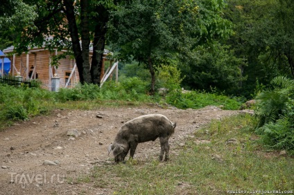 Satul de munte înaltă Pshu