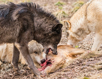 Lupii sunt toleranți față de ceilalți decât câinii, toți inteligenți