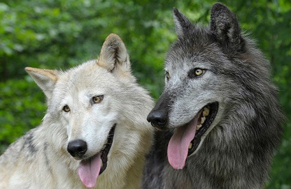 Вовки толерантніше один до одного, ніж собаки, все розумниці