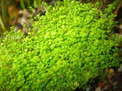 Hemianthus callitrihoides 