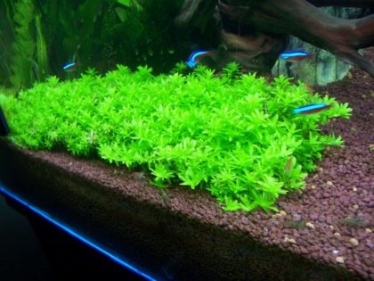 Хемиантус мікрантемоідес-акваріумні рослина, акваріумні рибки