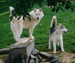 Coada, Husky siberiană