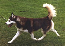 Coada, Husky siberiană