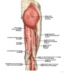 Сідничні м'язи стегна