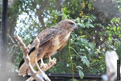 Yalta Zoo, raportează fotografii