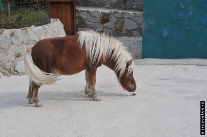 Yalta Zoo, raportează fotografii