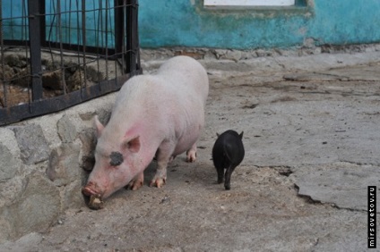 Yalta Zoo, raportează fotografii