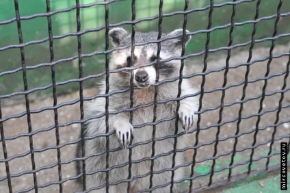 Yalta Zoo, raportează fotografii