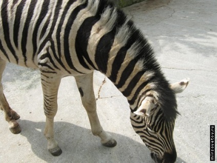 Yalta Zoo, raportează fotografii