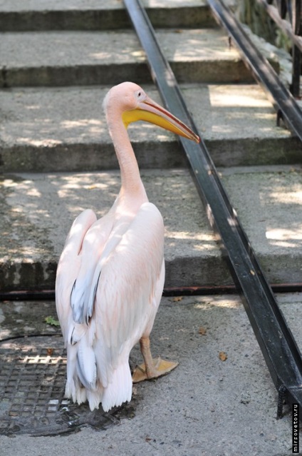 Yalta Zoo, raportează fotografii