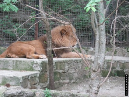 Yalta Zoo, raportează fotografii