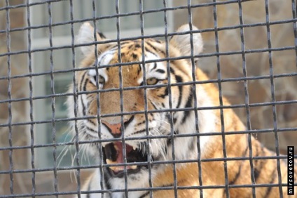 Yalta Zoo, raportează fotografii