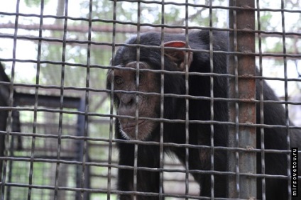 Yalta Zoo, raportează fotografii