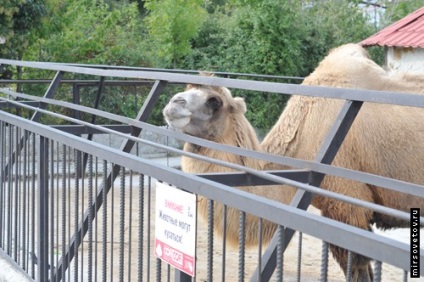 Yalta Zoo, raportează fotografii