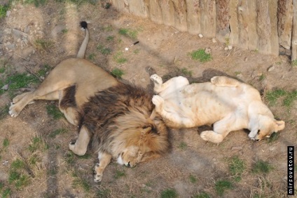 Yalta Zoo, raportează fotografii