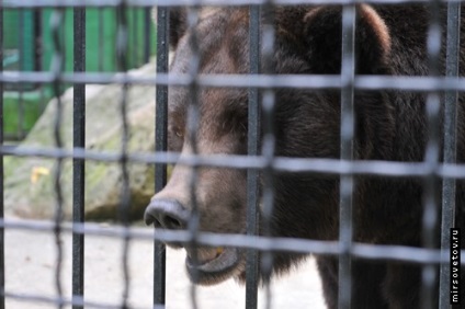 Yalta Zoo, raportează fotografii