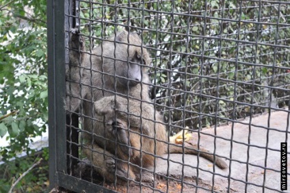 Yalta Zoo, raportează fotografii