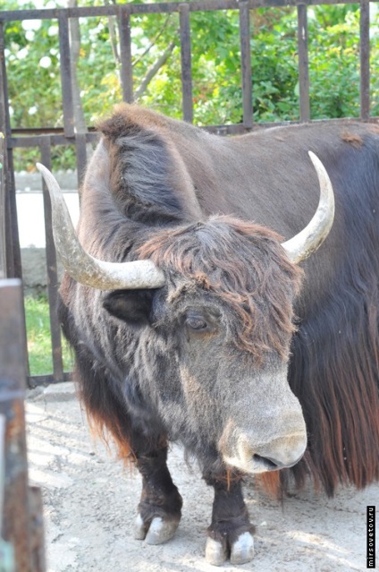 Yalta Zoo, raportează fotografii