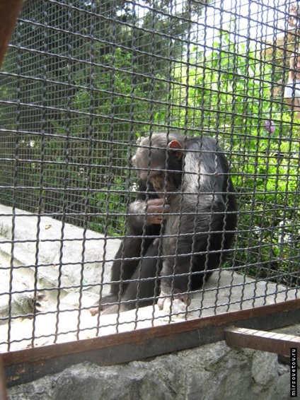 Yalta Zoo, raportează fotografii