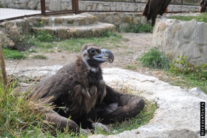 Yalta Zoo, raportează fotografii