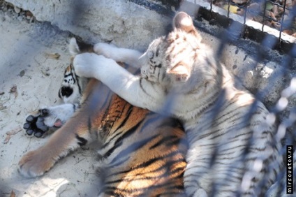 Yalta Zoo, raportează fotografii