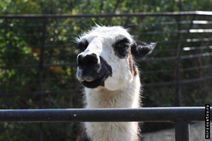 Yalta Zoo, raportează fotografii