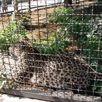 Yalta Zoo - un basm